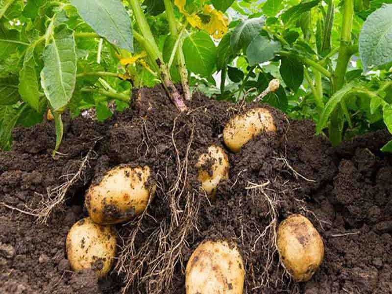 Chọn thời vụ lý tưởng để trồng khoai tây cho hiệu quả