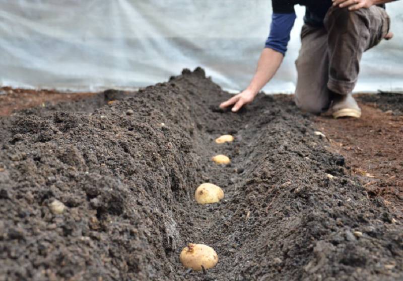 Để trồng khoai tây cho hiệu quả thì nên xác định mật độ phù hợp