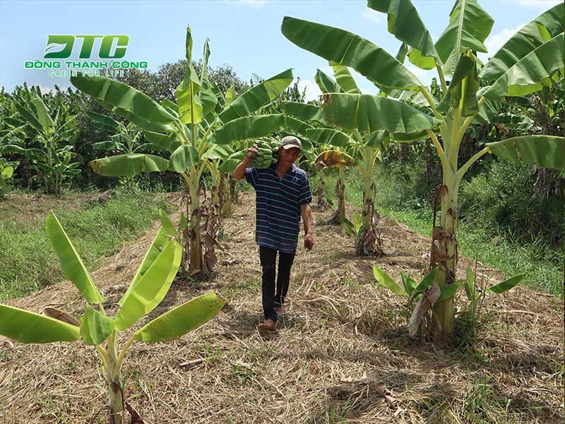Chuối là cây trồng phổ biến ở các làng quê tại Việt Nam