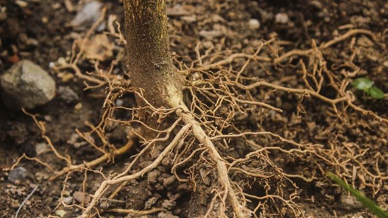 Có khá nhiều nguyên nhân khác nhau dẫn đến tình trạng thối rễ cây