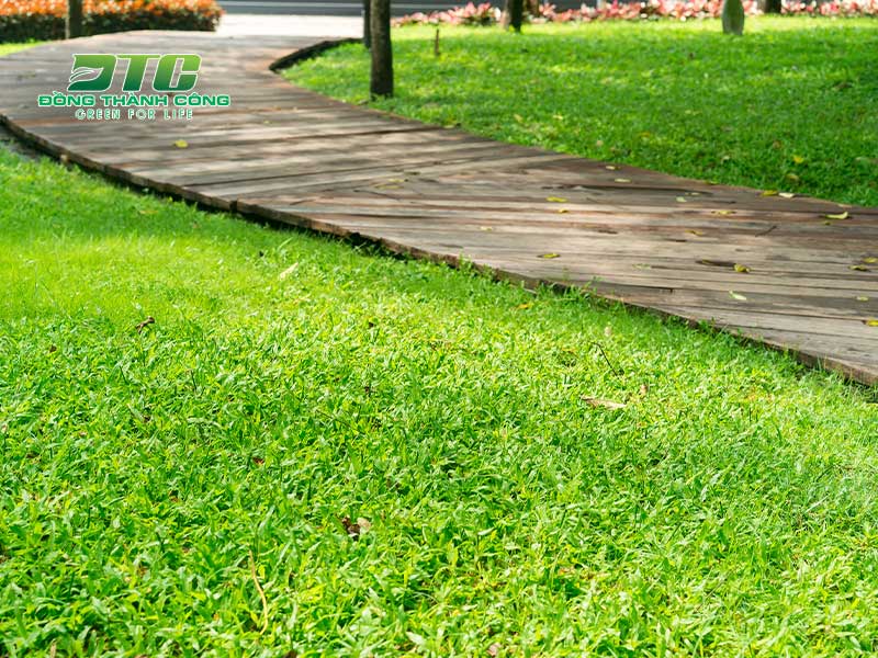 Để có thảm cỏ xanh tươi hãy lựa chọn dịch vụ trồng cỏ chuyên nghiệp