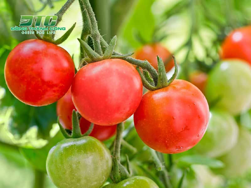 Trồng cây cà chua tại nhà để tiết kiệm chi phí hơn