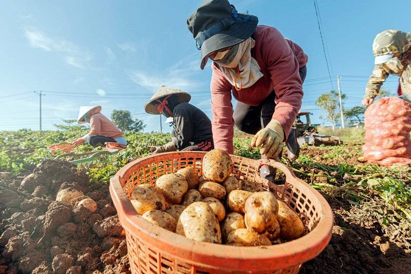 Thu hoạch khoai tây và bảo quản đúng cách để đảm bảo chất lượng