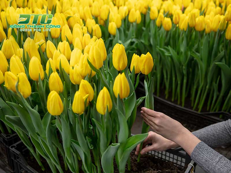 Tulip là loài hoa được yêu thích ở đất nước Hà Lan
