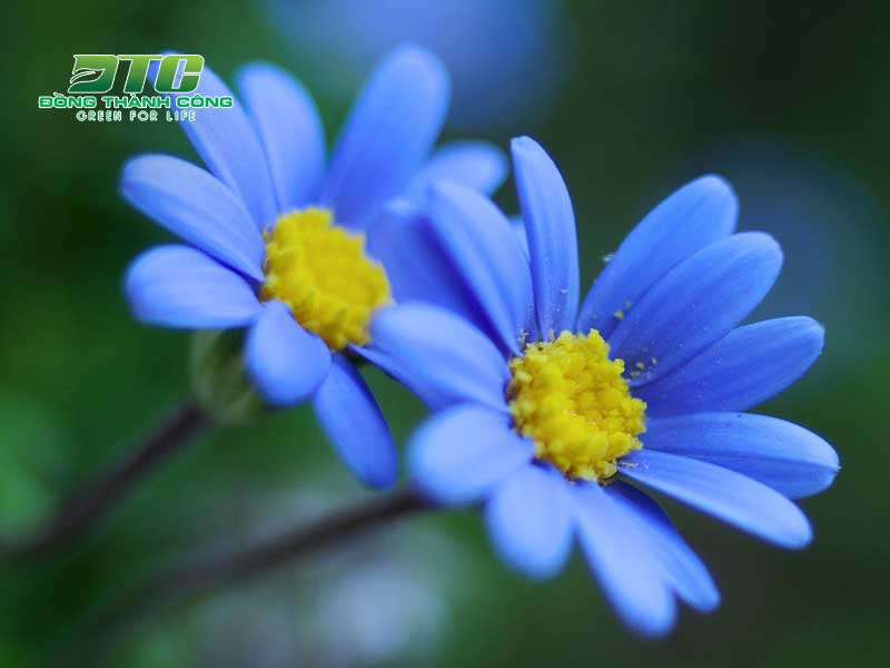 Những bông hoa màu xanh dương mang đến cảm giác thư thái
