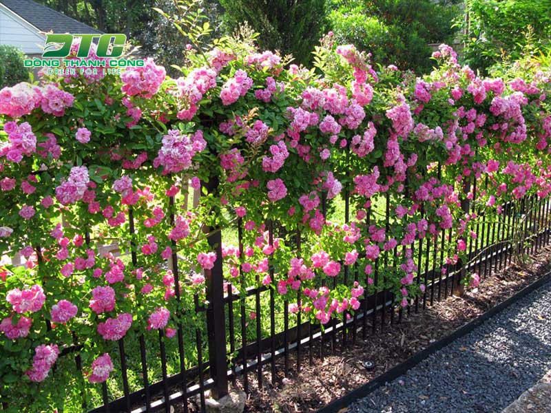 Hoa leo trên tường rào giúp không gian thêm đẹp mắt hơn
