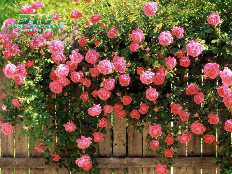 Hoa màu hồng không chỉ đẹp mà còn đem đến hương thơm ngát