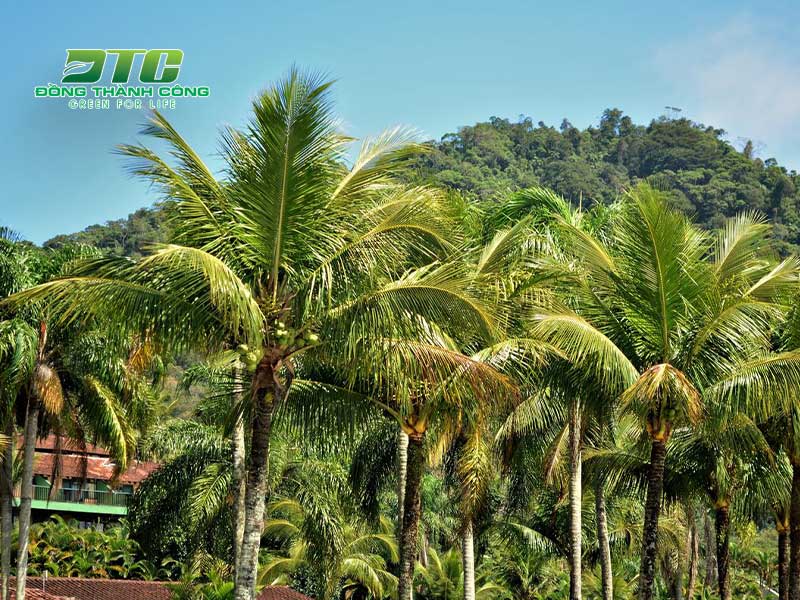 Cây dừa đang được nhiều người lựa chọn để trang trí sân vườn