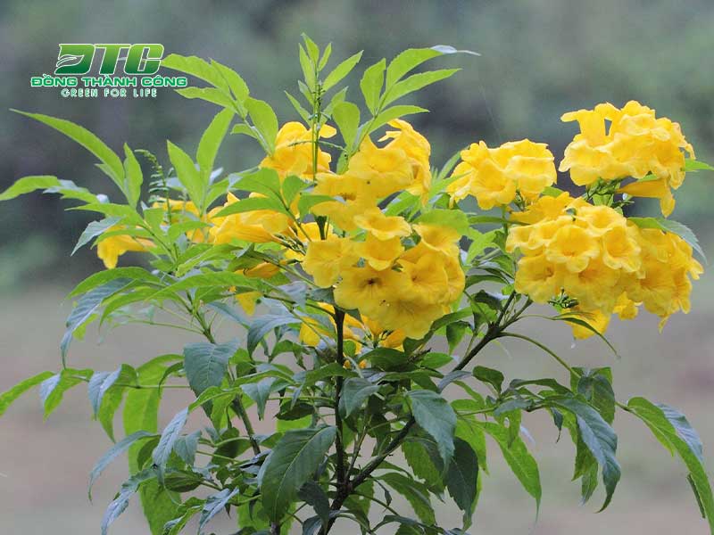 Cây hoa chuông vàng là lựa chọn hoàn hảo để trồng trên vỉa hè