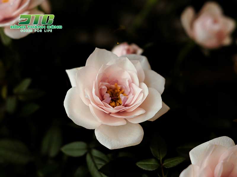 Vẻ đẹp vô cùng rực rỡ của hoa hồng thơm