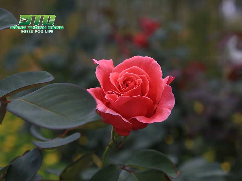 Hoa hồng tỉ muội đổi màu giúp cảnh quan thêm thu hút