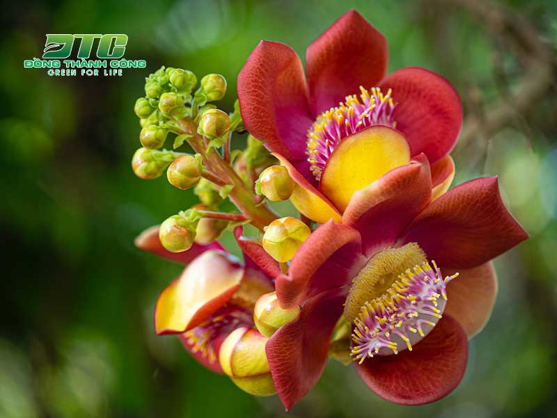 Cây Sala ngọc kỳ lân sở hữu những bông hoa vô cùng lạ mắt