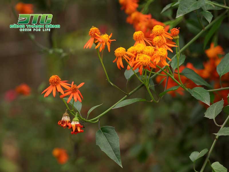 Cúc leo Mexico là loại hoa leo tường được nhiều người lựa chọn