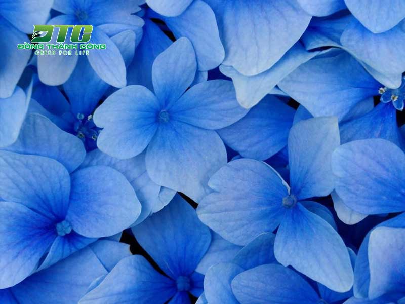 Có vô vàn những loại hoa màu xanh dương xinh đẹp để bạn tham khảo