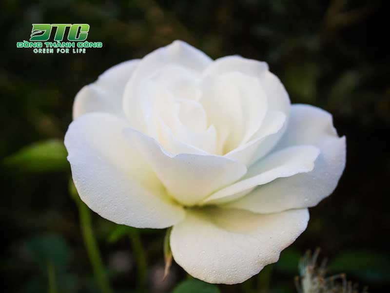 Hoa hồng trắng đại diện cho vẻ đẹp ngây thơ và tinh khôi