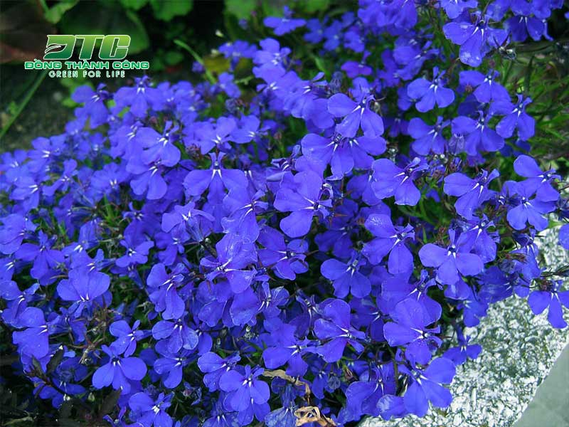 Hoa thúy điệp xanh dương vô cùng xinh đẹp và nổi bật