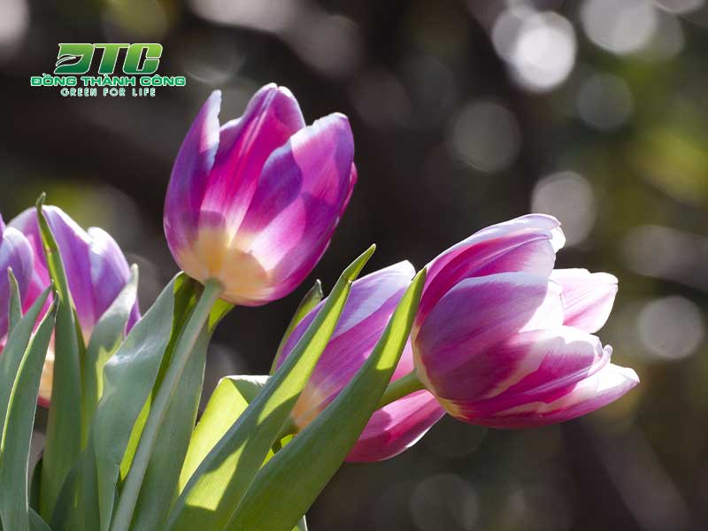 Hoa Tulip tím là biểu tượng của đất nước cối xay gió Hà Lan