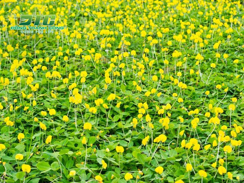 Cây hoa màu vàng trồng nền cũng được nhiều chủ đầu tư ưa chuộng