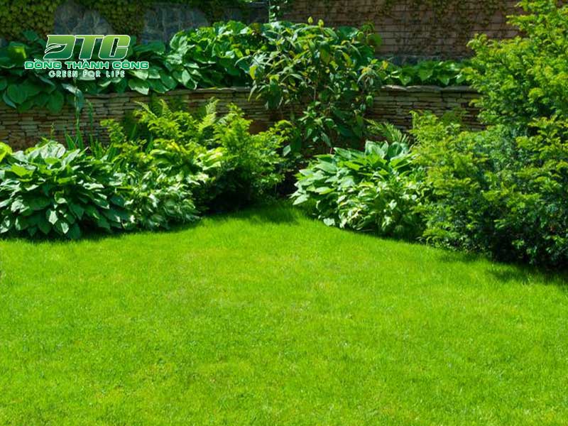 Các loại cây cảnh trong sân vườn cần được sắp xếp cân đối