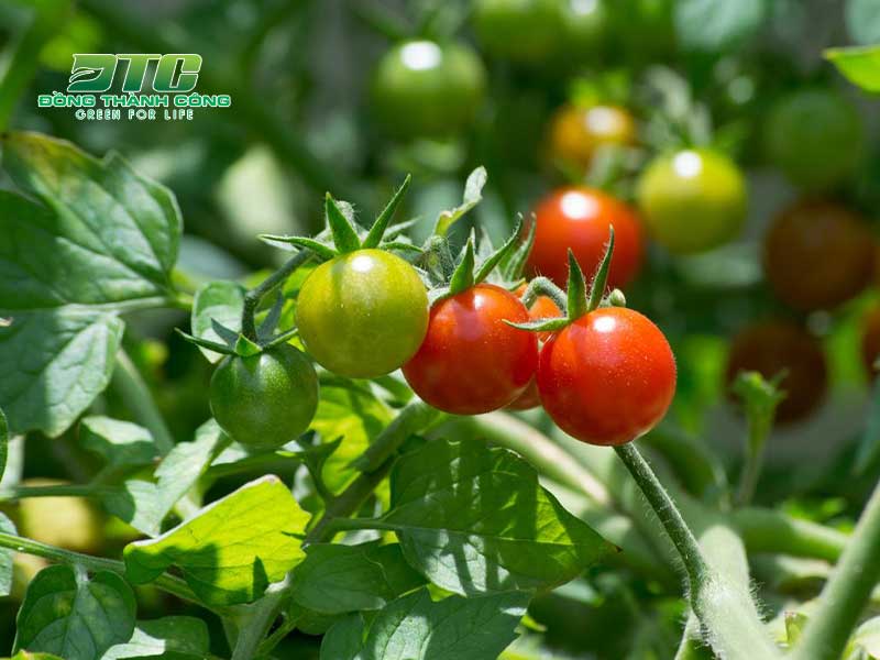 Cây cà chua sai trĩu quả được trồng trên sân thượng