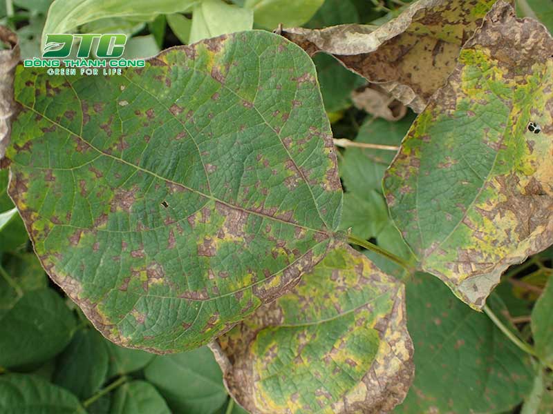 Bệnh đốm lá gây hại khiến cây đậu giảm chất lượng