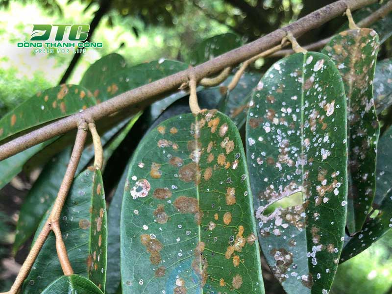 Hình ảnh lá cây sầu riêng mắc bệnh đốm rong