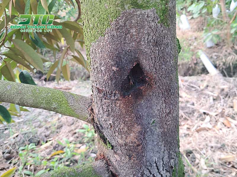 Bệnh nứt thân xì mủ khiến cho cây còi cọc, chậm phát triển