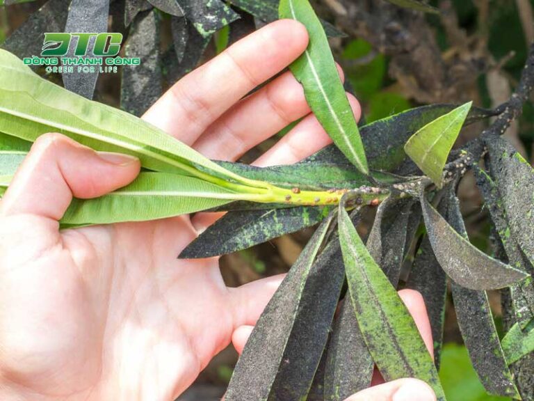 Top những cách trị rệp sáp hại cây trồng an toàn và hiệu quả