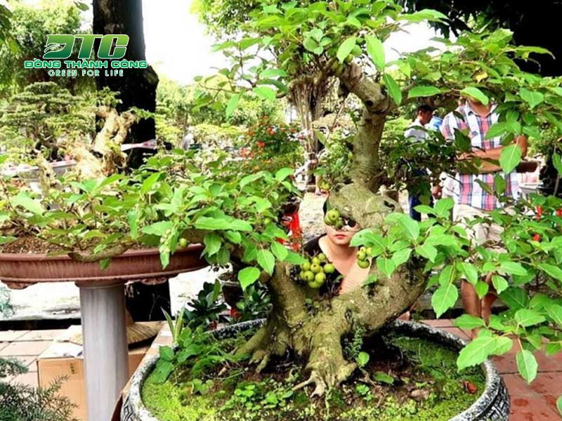 Cây sung cảnh bonsai được rất nhiều gia chủ lựa chọn