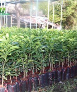 Cây bưởi cay buoi giong