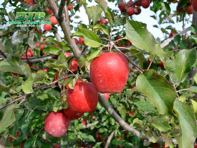 Cây táo đỏ cũng là lựa chọn hay để trồng trong chậu
