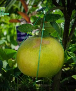 Cây bưởi cong dung va gia tri ma cay buoi dem den