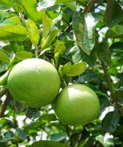 Cây bưởi dac diem hinh thai ve cay buoi