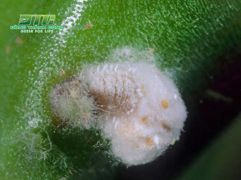 Hình ảnh của loài rệp sáp gây hại trên các loại cây trồng