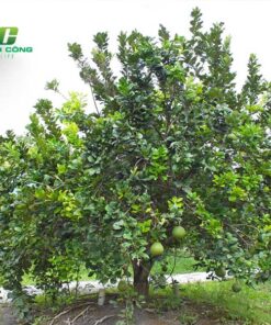 Cây bưởi gioi thieu thong tin chinh ve cay buoi