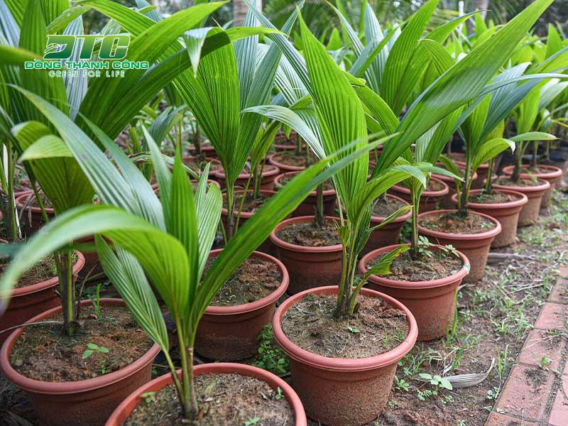 Lựa chọn giống cây dừa phù hợp với điều kiện khí hậu