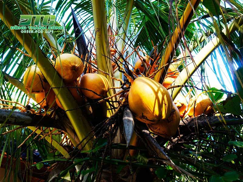 Nắm được kỹ thuật trồng dừa sẽ giúp cây sinh trưởng nhanh