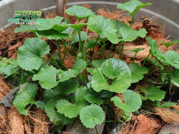 Tư vấn chi tiết cách trồng rau má hiệu quả, phát triển tốt