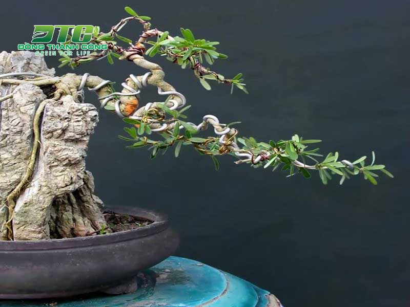 Uốn cây cảnh bonsai với những dáng đẹp mắt và độc đáo