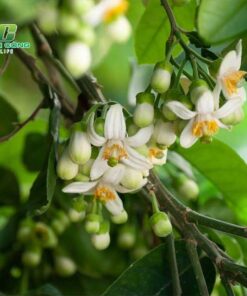 Cây bưởi huong dan chi tiet ve ky thuat cham soc cay buoi