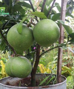 Cây bưởi ky thuat trong cay buoi chuan nhat ban can biet