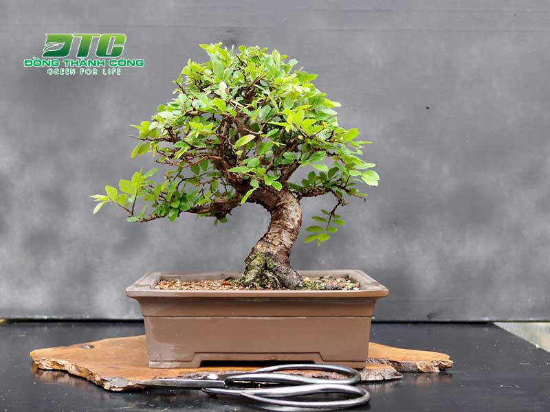 Chọn thời điểm uốn cây bonsai phù hợp có ý nghĩa quan trọng