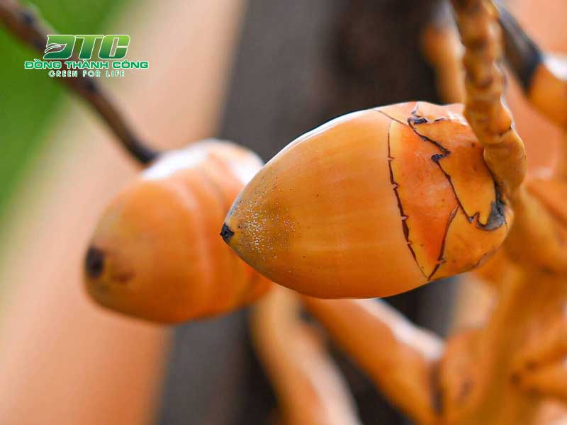 Tìm hiểu về kỹ thuật trồng để có được những cây dừa xanh tươi