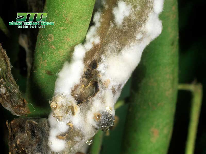 Nấm mốc trắng là một loại bệnh hại trên cây trồng