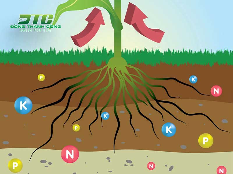 NPK cung cấp cho cây những dinh dưỡng cần thiết nhất