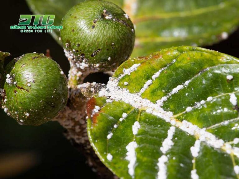 Top những cách trị rệp sáp hại cây trồng an toàn và hiệu quả