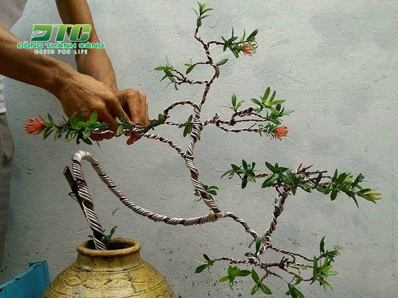 Ke sắt là vật liệu quan trọng trong việc uốn cây bonsai