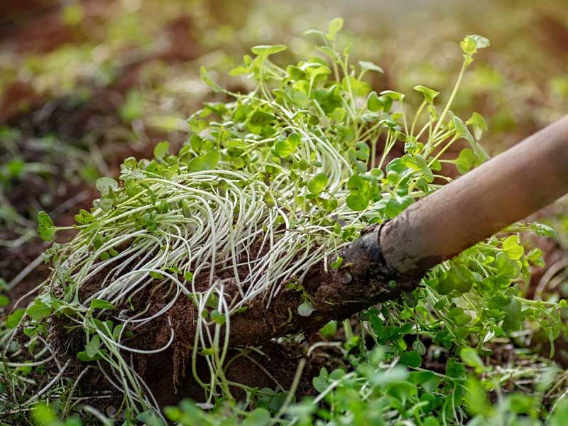 Phân xanh cung cấp cho cây dinh dưỡng quan trọng