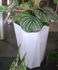 Chậu nhựa trồng cây bát giác tim hieu chung ve san pham chau nhua trong cay bat giac