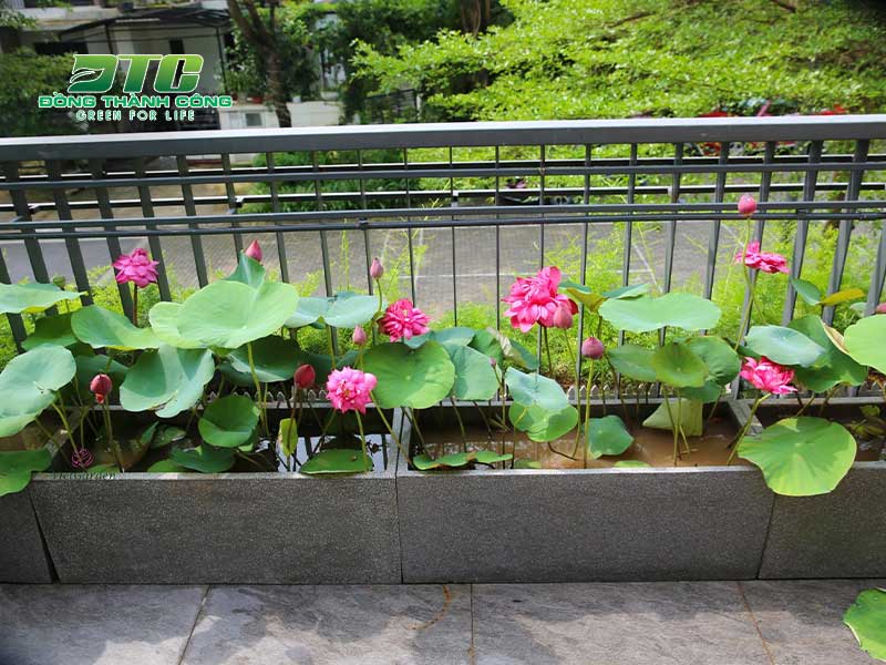 Hoa sen còn được trồng để trang trí ở những hồ cá